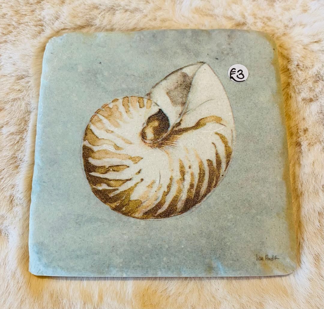 'Shells' Coaster (C)