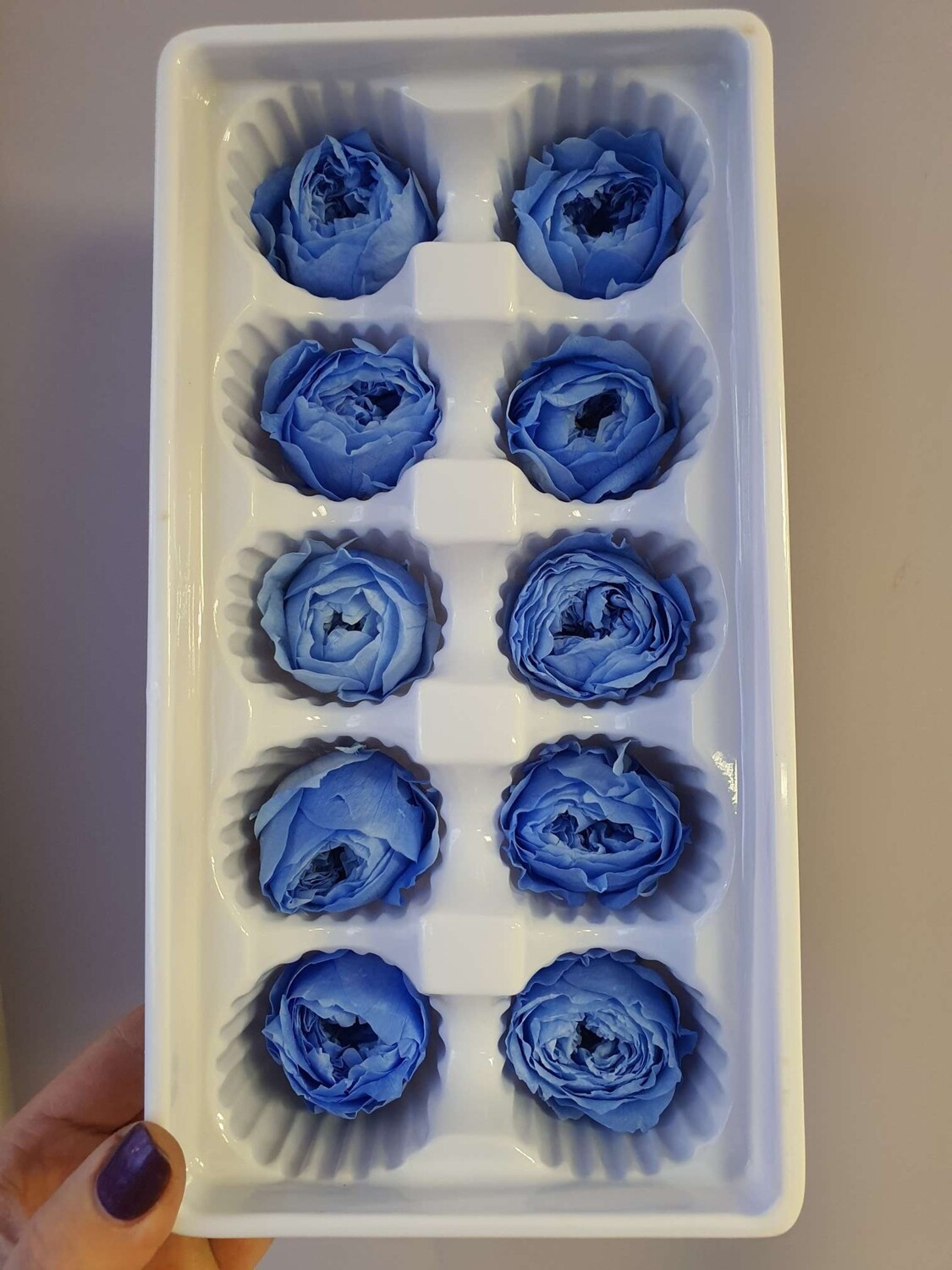 Роза синяя светлая пионовидная  4см стабилизированная