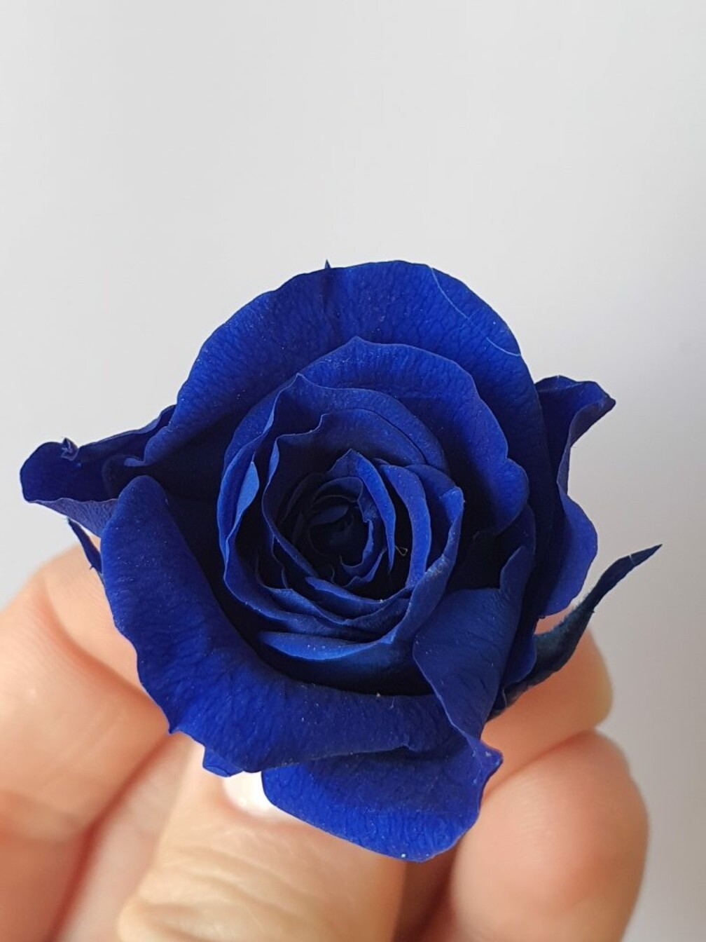 Роза синяя 4см стабилизированная
