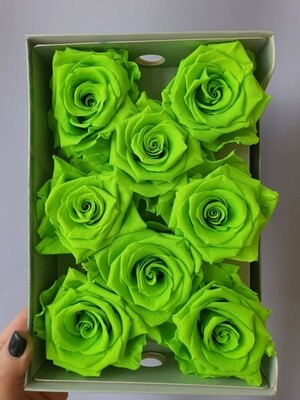 Роза зеленая 6,5-7см стабилизированная green mela