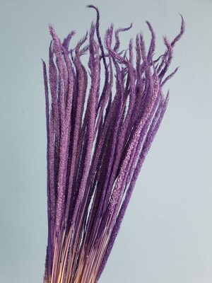 Fleum purple
