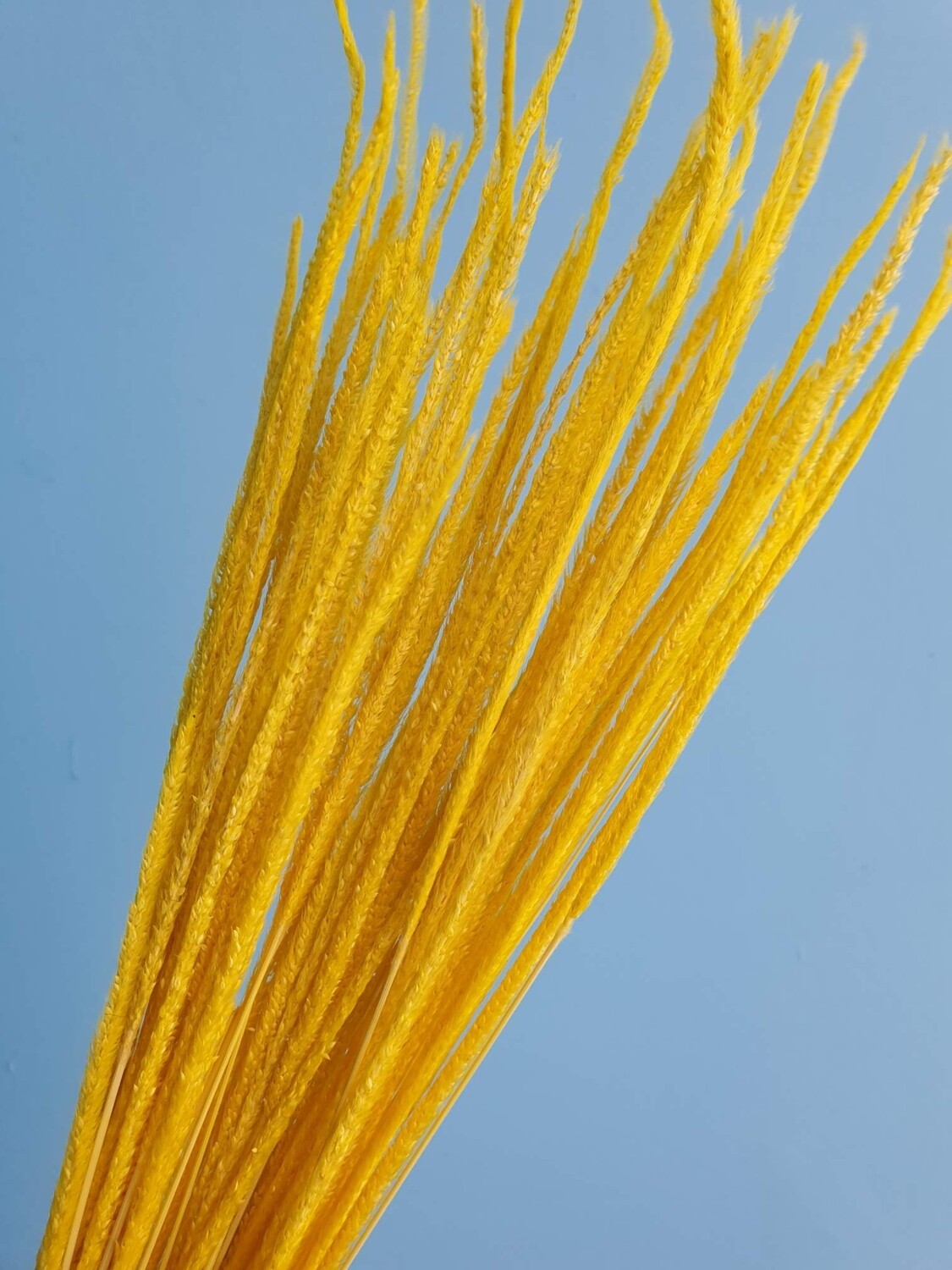 Flum alopecurus yellow dried