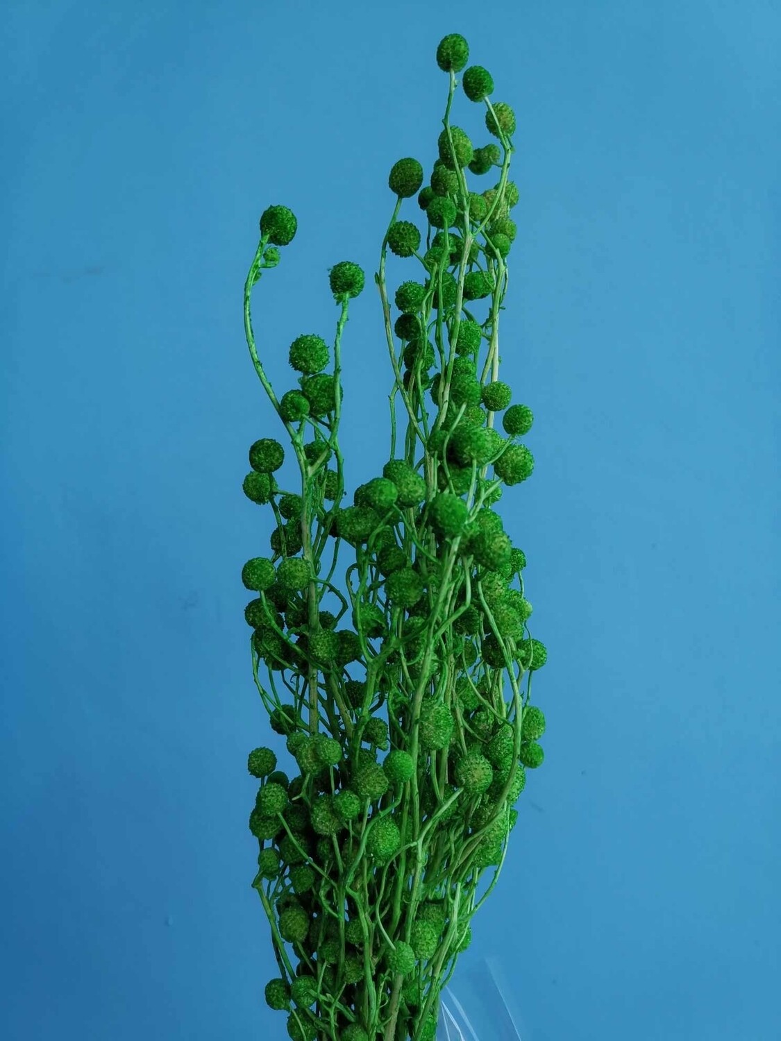 ​Green plant with dried flowers balls