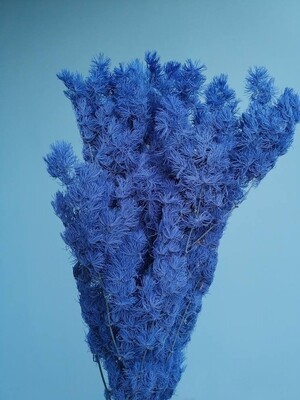 ​Asparagus stabilized blue