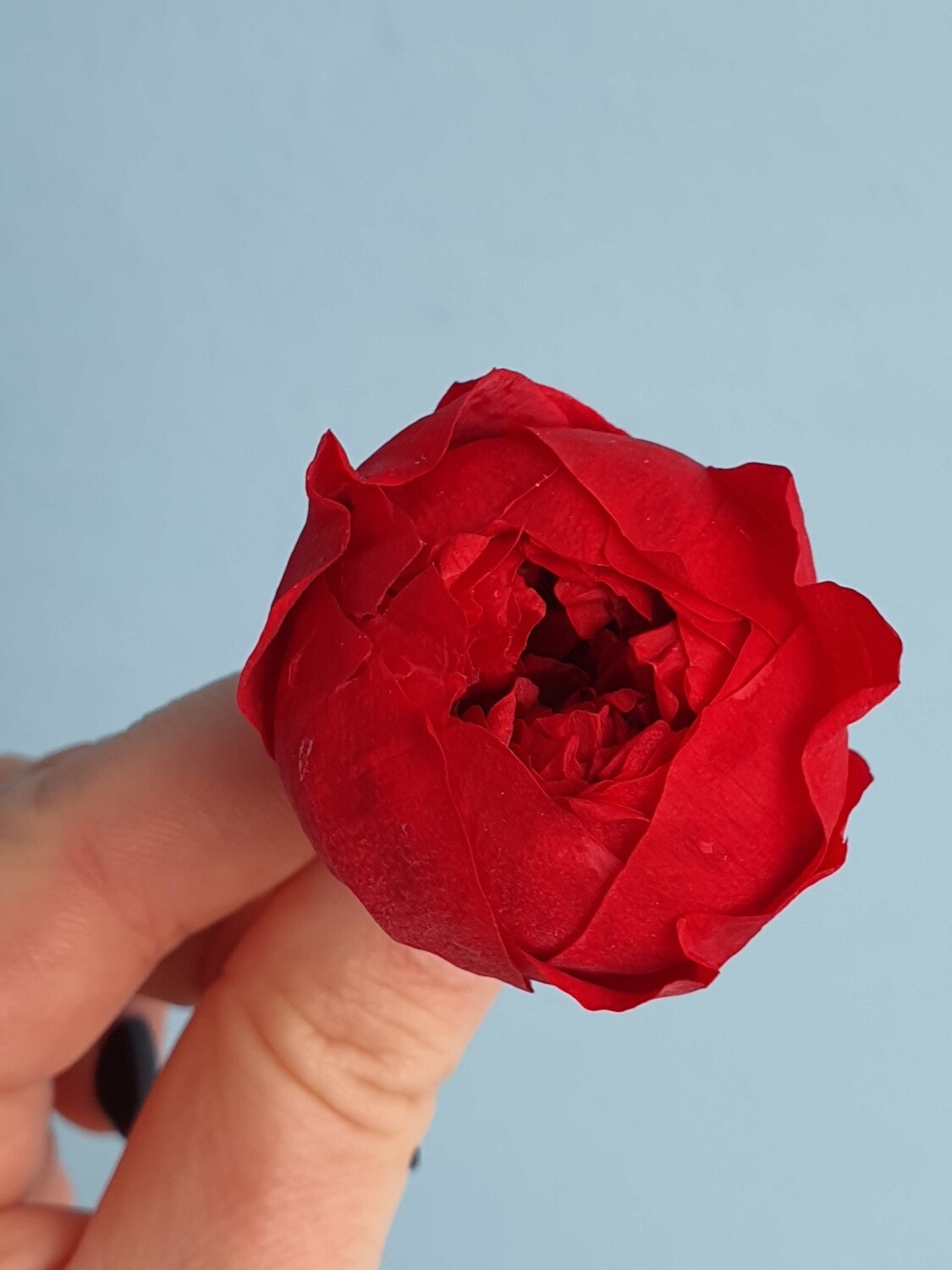 Роза красная 3-3,5см пионовидная стабилизированная