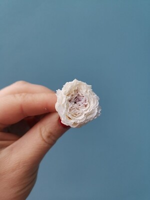 Роза кремовая с сиреневой серединой 2-2,5см пион стаб