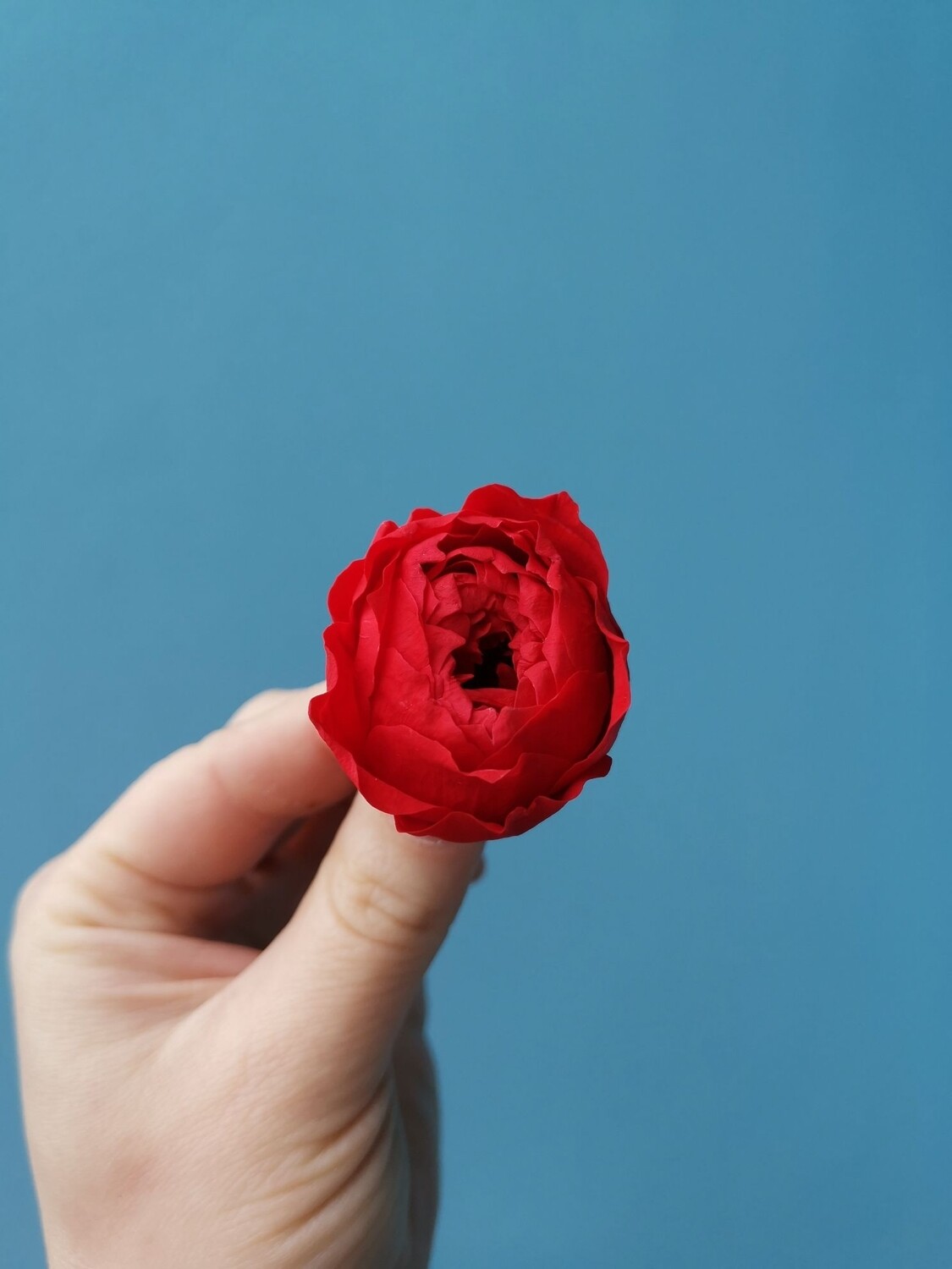 Роза красная 3см пионовидная стабилизированная коробка 12 шт
