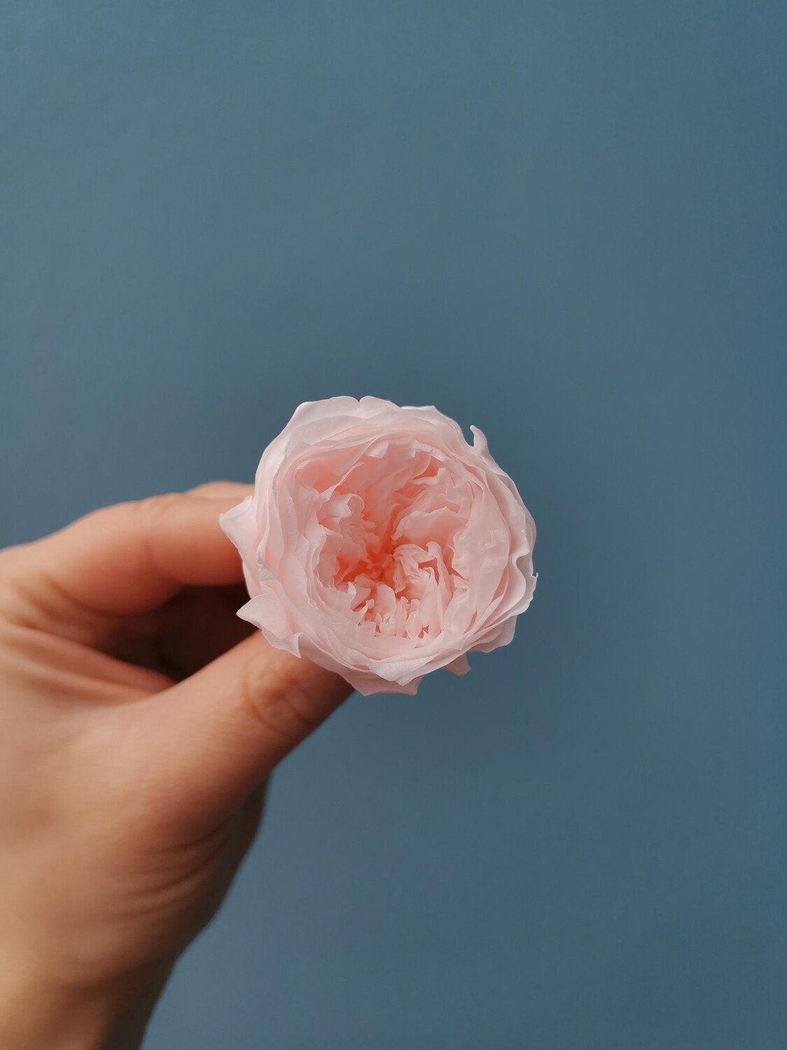 Роза розовая зефирная 3-3,5см пионовидная стабилизированная