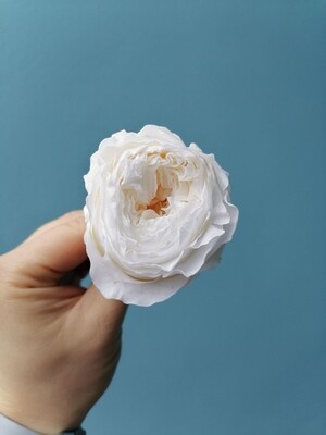 Роза белая 5 см пионовидная стабилизированная