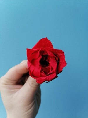 Роза красная 4см пионовидная стабилизированная