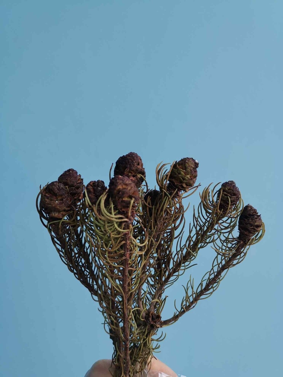Leucadendron stabilized small buds