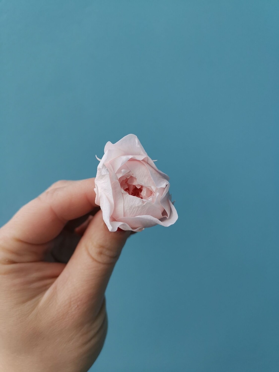 Роза розовая 3см пионовидная стабилизированная