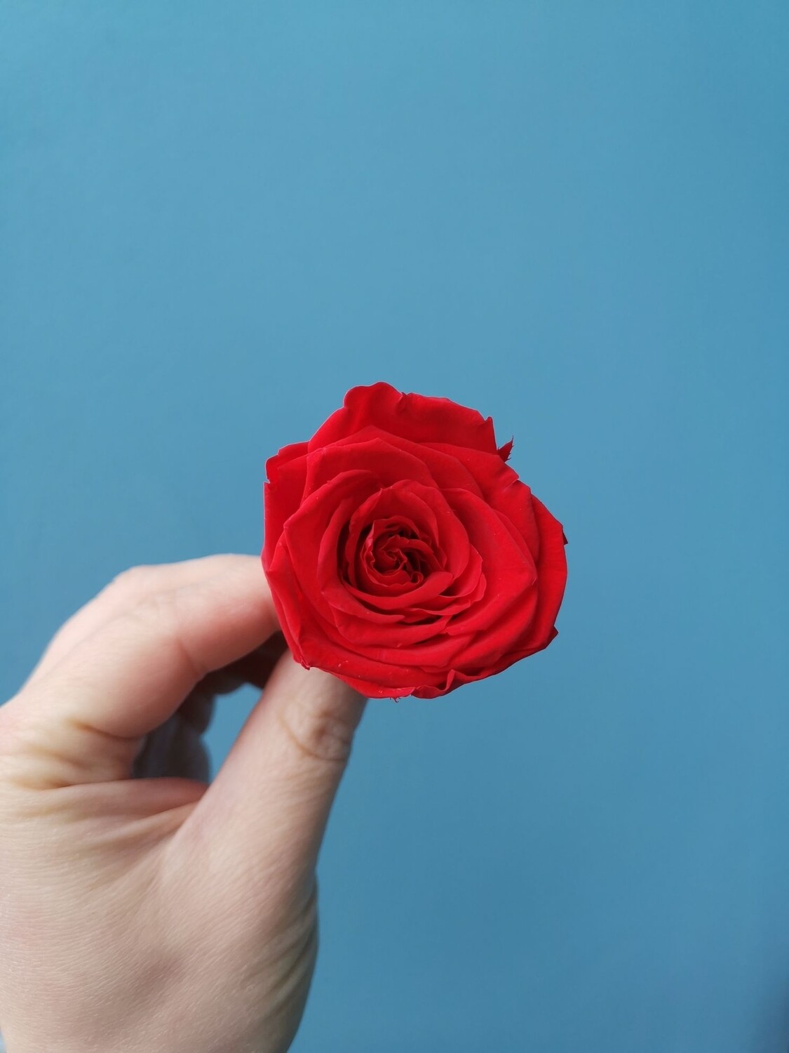 Роза красная 3,5-4см стабилизированная Китай