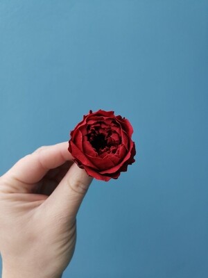 Роза бордовая 4см пионовидная стабилизированная