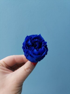 Роза синяя пионовидная 3,5см стабилизированная