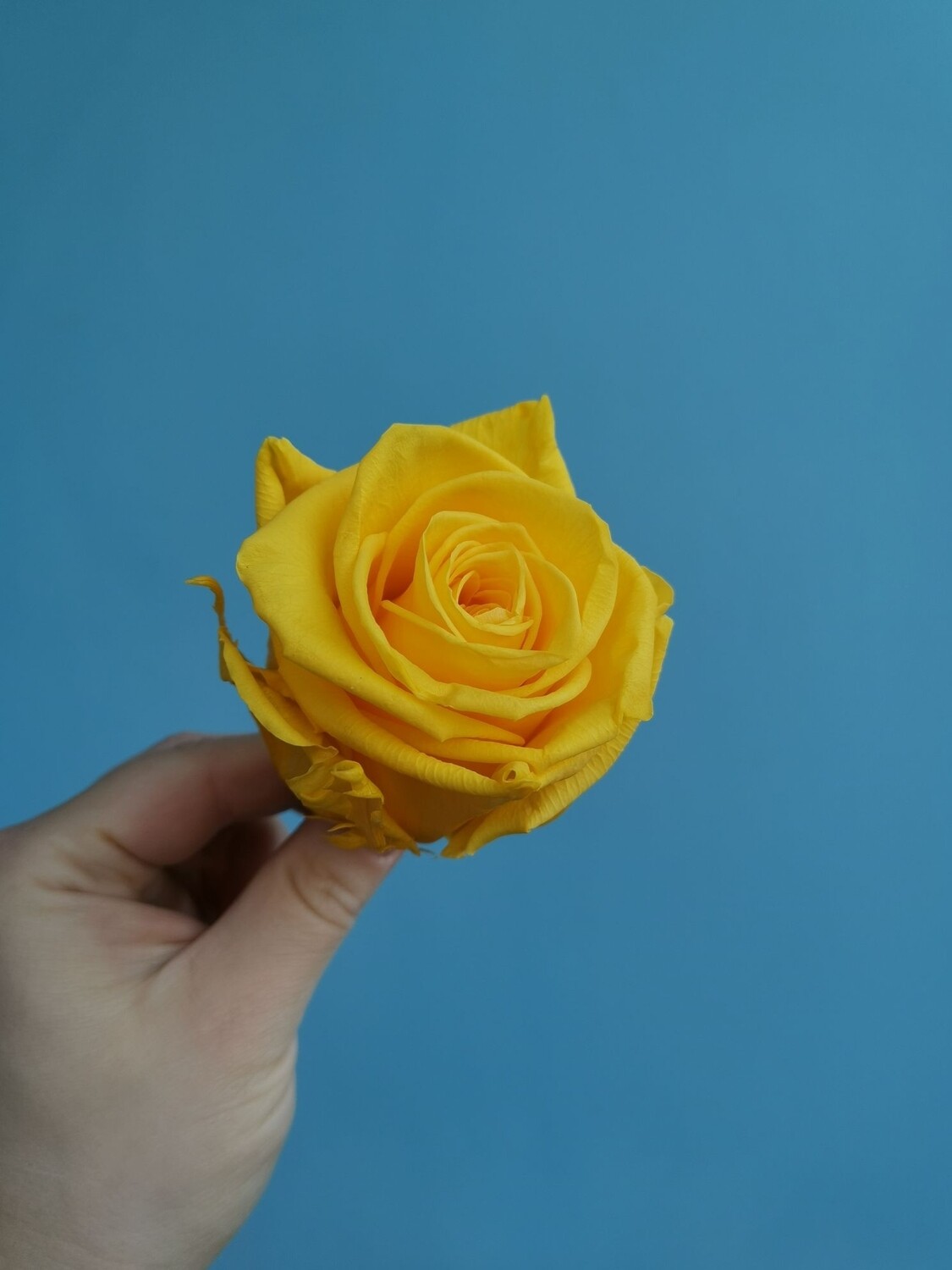 ​Stabilized rose bud 6cm yellow sun shine