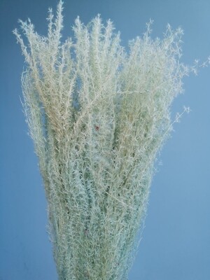 ​Miscanthus blue dried