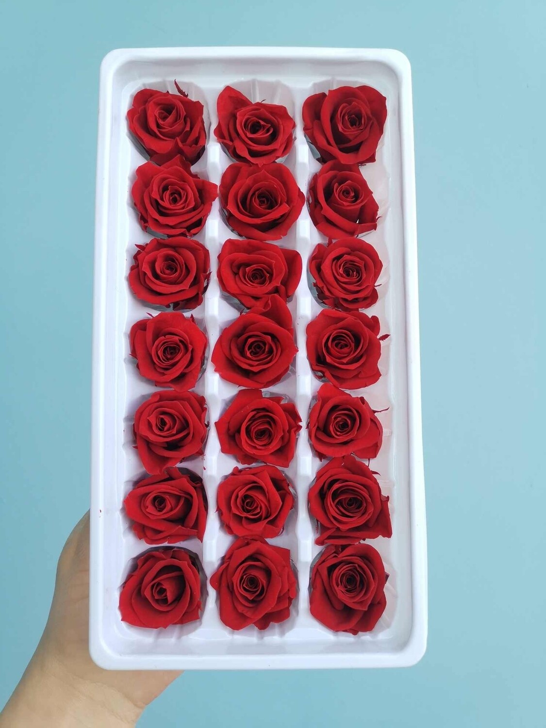 Роза красная 2-3см стабилизированная