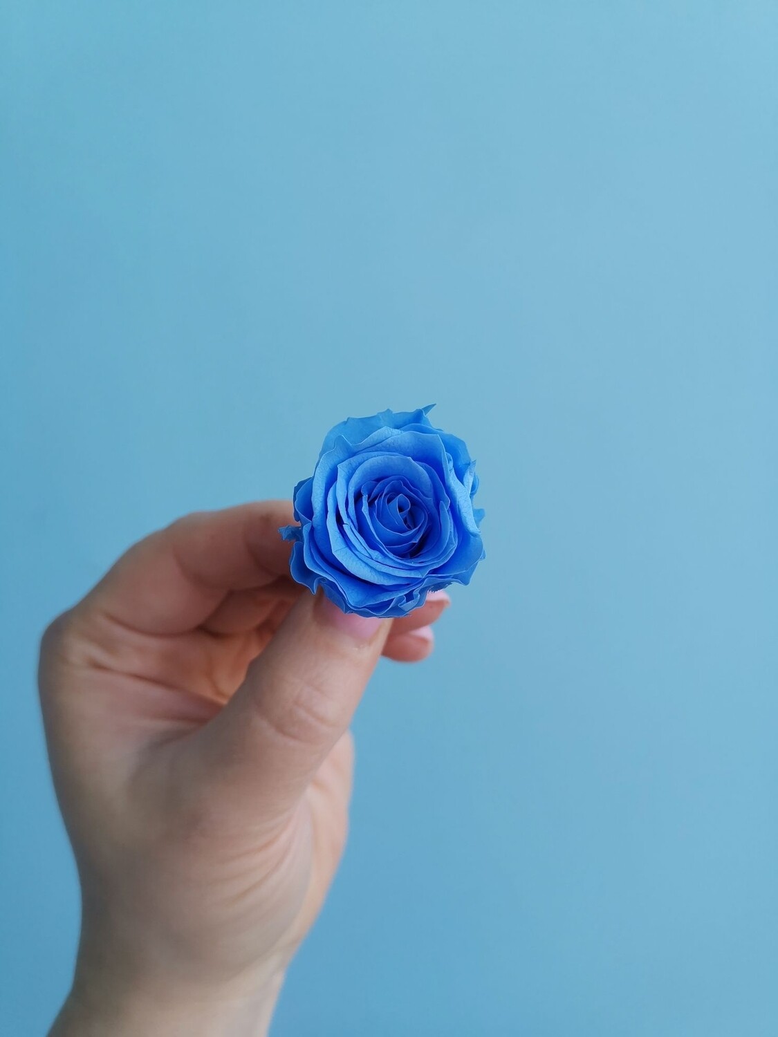 Роза голубая 2-3см стабилизированная