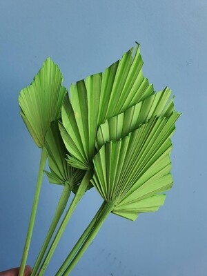 Листья пальмы сухие зеленые 5 штук