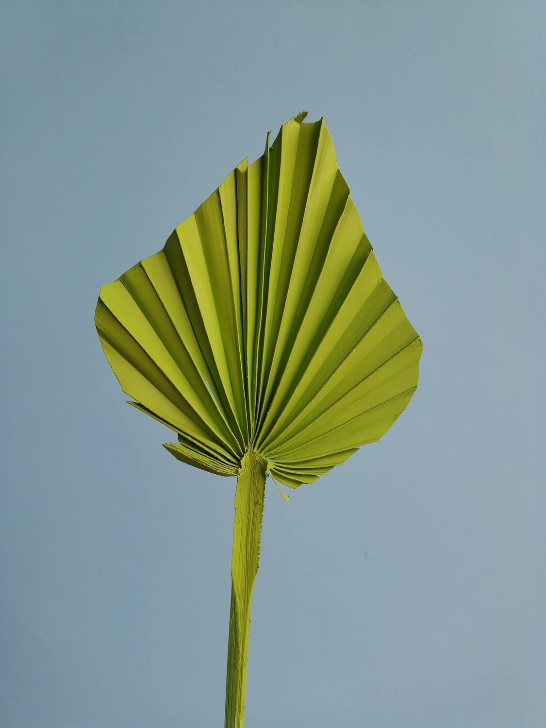 Palm leaf small spear green