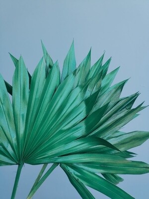 Листья пальмы сухие веером зеленые 3 шт