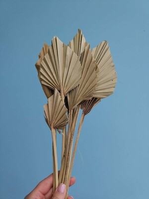 Palm leafs natural small spear