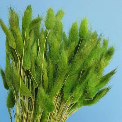 Лагурус зеленый травяной фабричный Китай