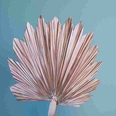 Palm leaf dried natural ​Pink mother-of-pearl palm
