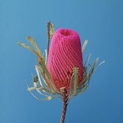 ​Banksia pink bright