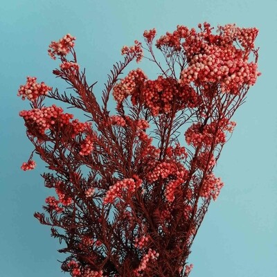 Ozothamnus rice flower stabilized red