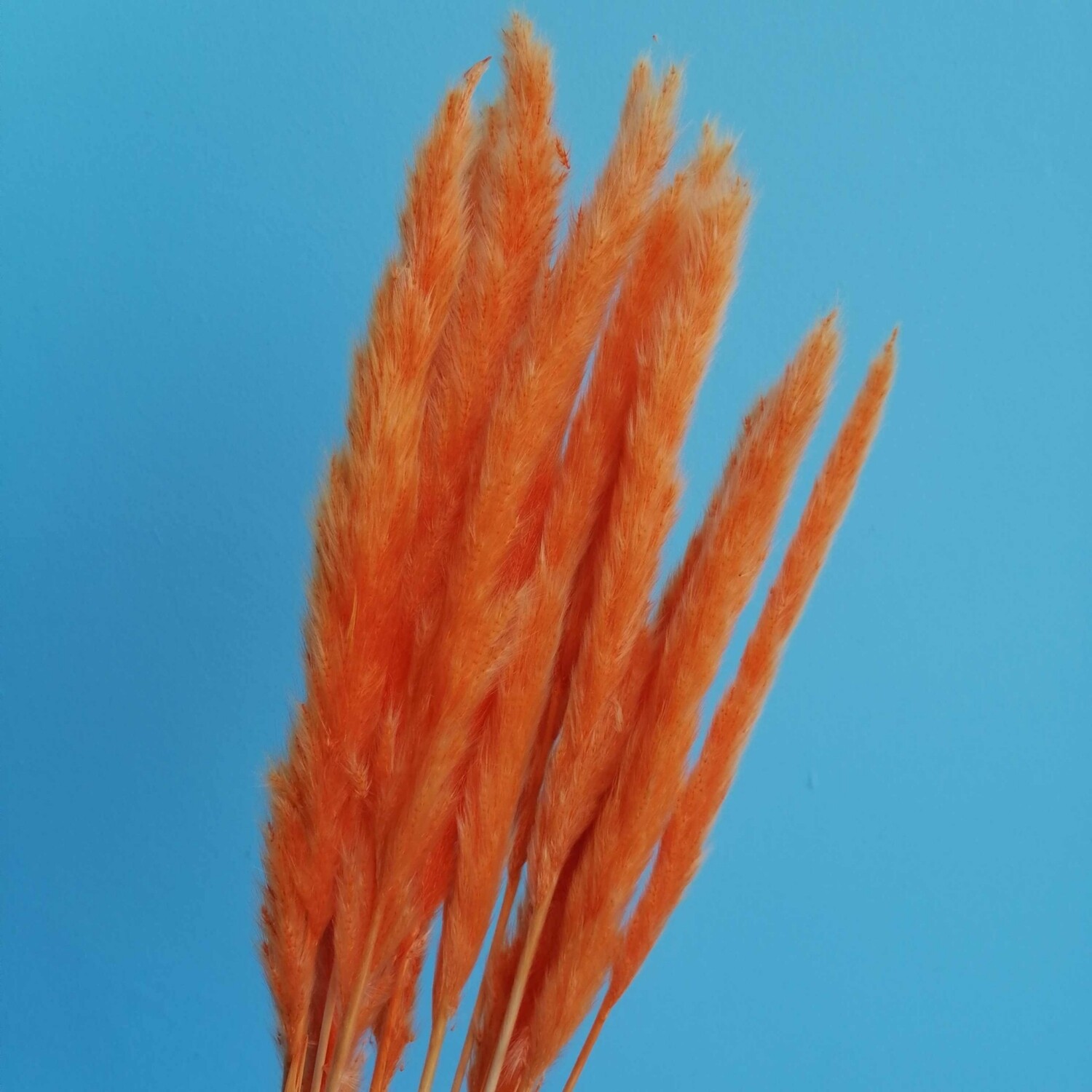 Пампасная трава мини морковная
