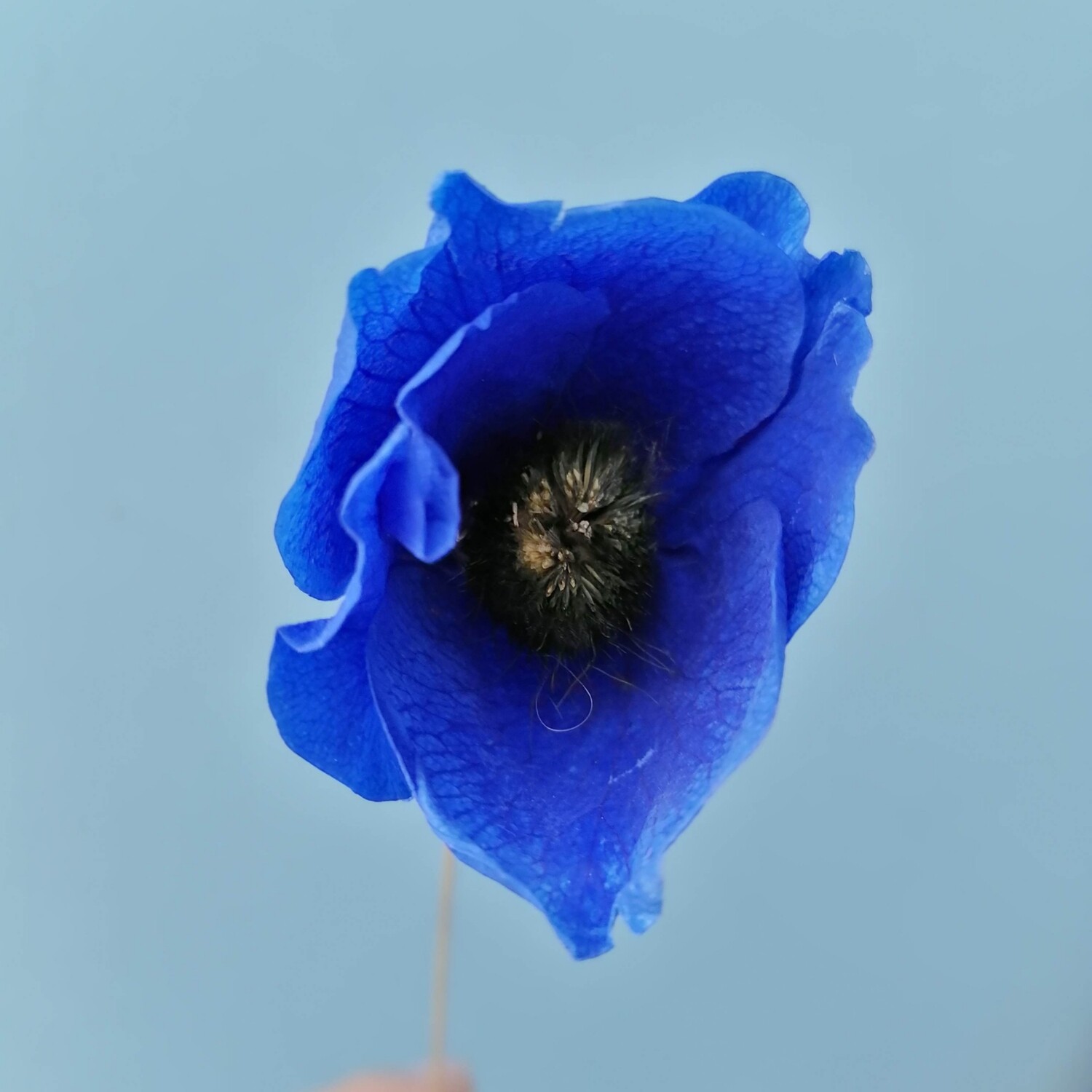 Anemone blue 4-5cm