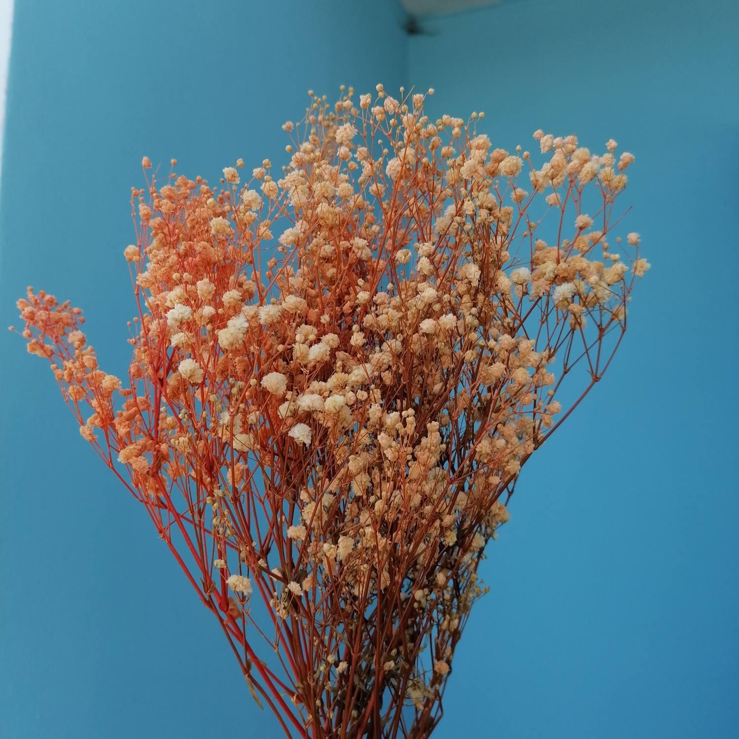 Свадебный торт украшенный гипсофилой. Гипсофилы надо ставить в воду. Гипсофила в колбе с водой. Гипсофилы надо ставить в воду. Гипсофила метельчатая паникулата.