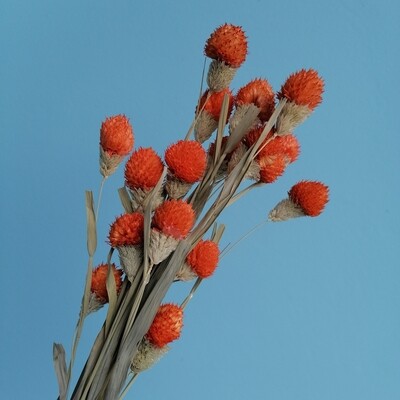 Гомфрена оранжевая головки на стебле В ПУТИ