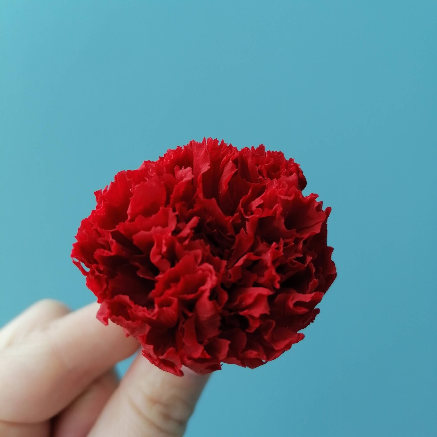 Carnation red stabilized (bud)
