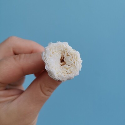 Peony rose 2-2.5cm white stabilized