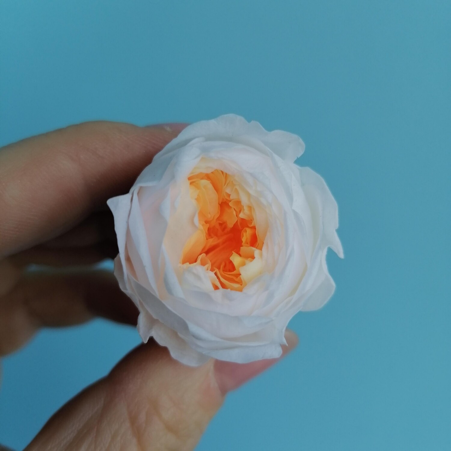 Роза белая с оранжевойсерединой 3см пионовидная