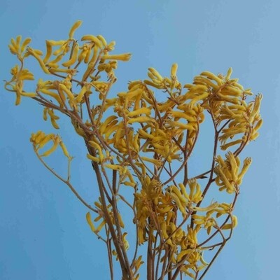 ​Anigosanthus yellow stabilized