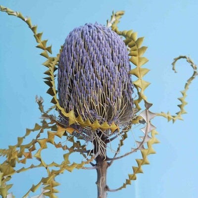 ​Banksia purple dried