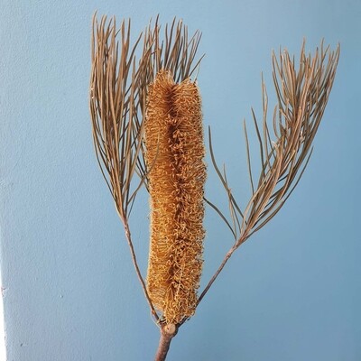 ​Banksia dried flowers yellow