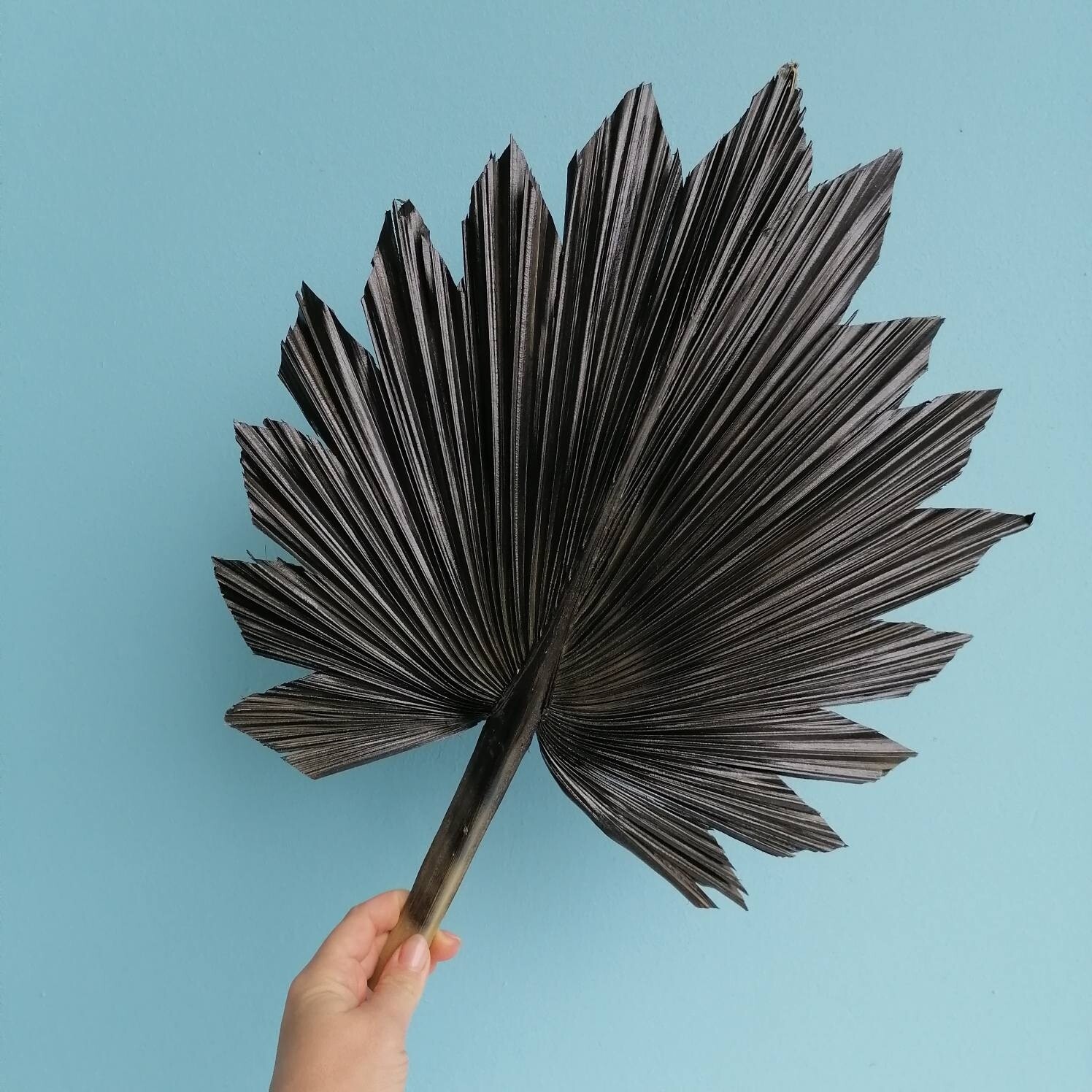 Palm leaf dried black