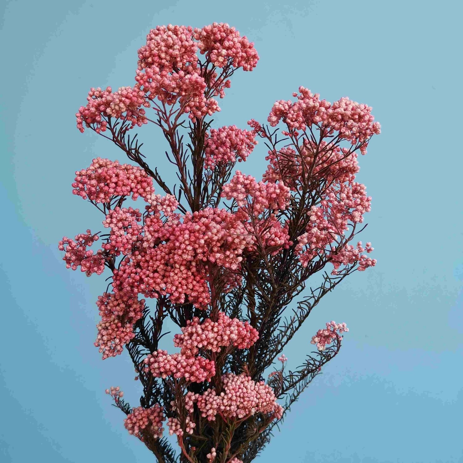 ​Ozotamnus pink bright stablized