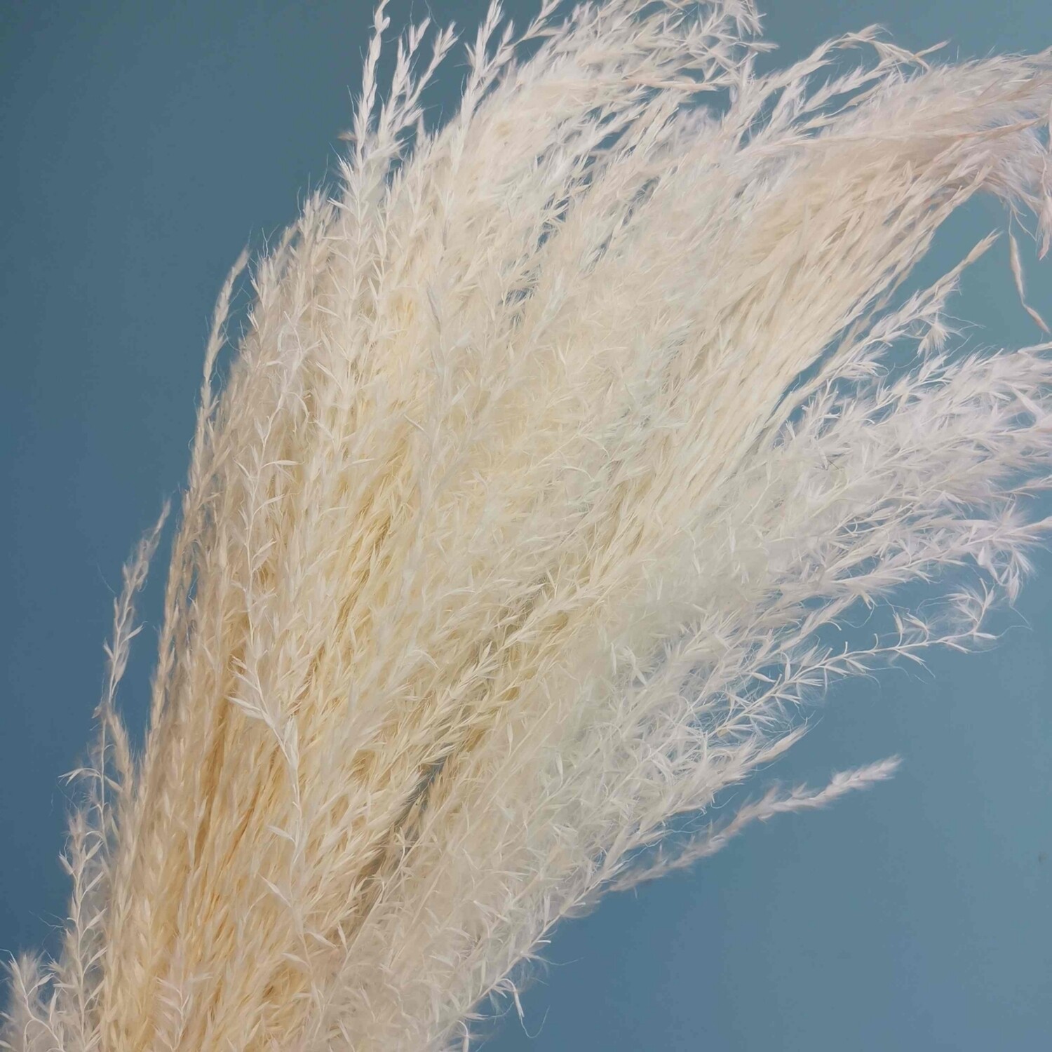 ​Miscanthus white dried