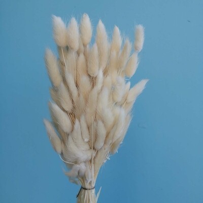​Lagurus cream dried
