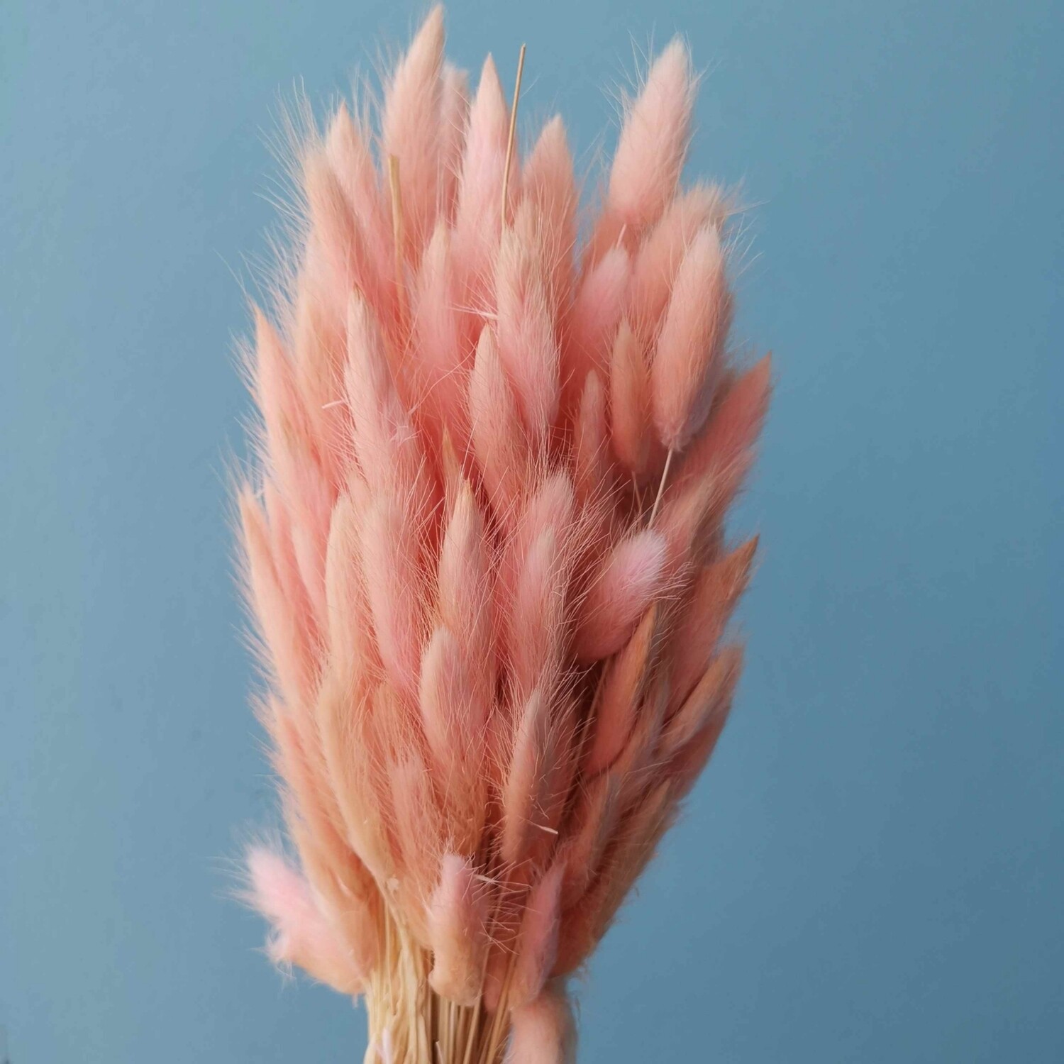 ​Lagurus pink-peach dried