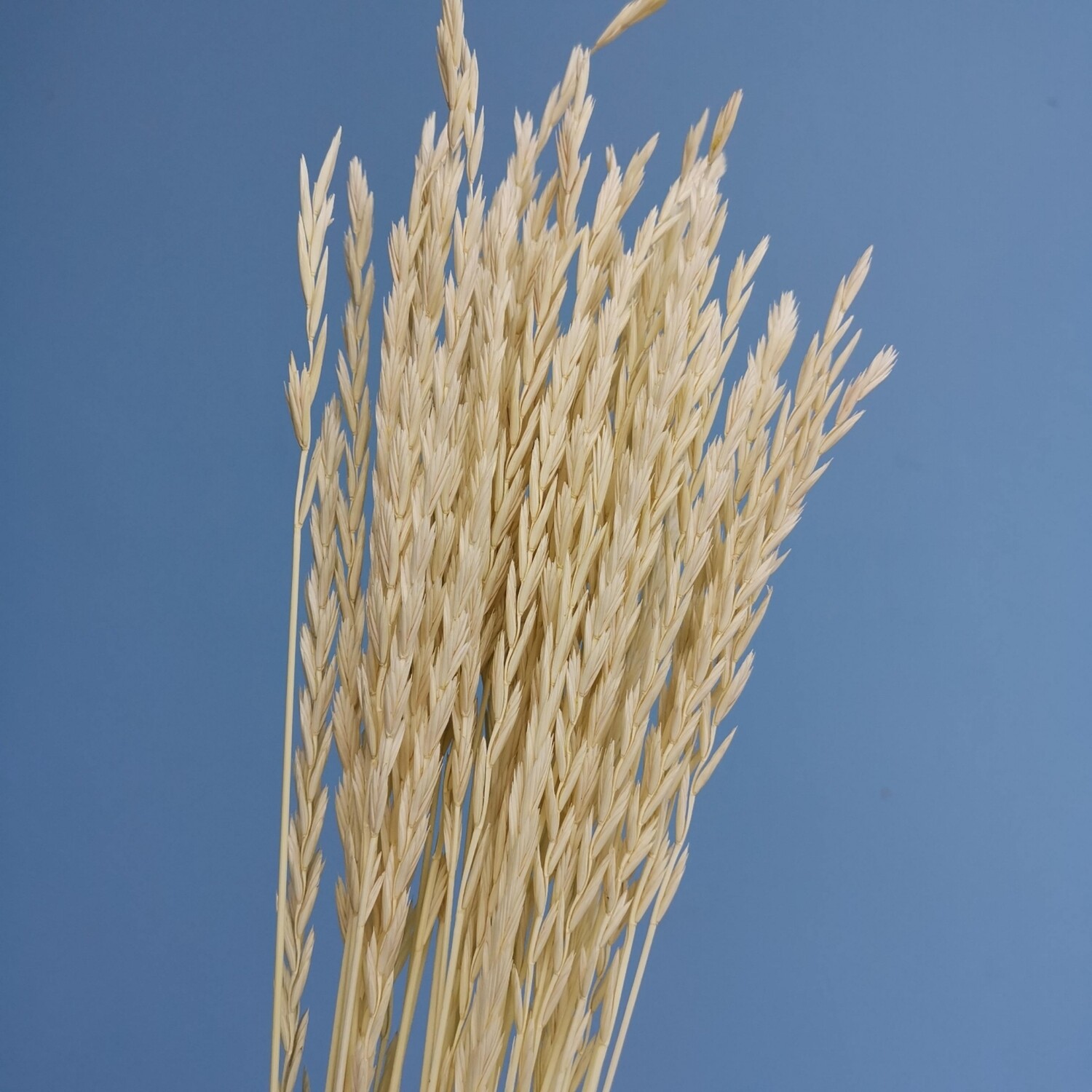 Пырей пшеничный