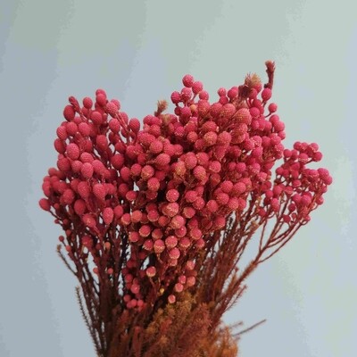 ​Stabilized  hot pink brunia
