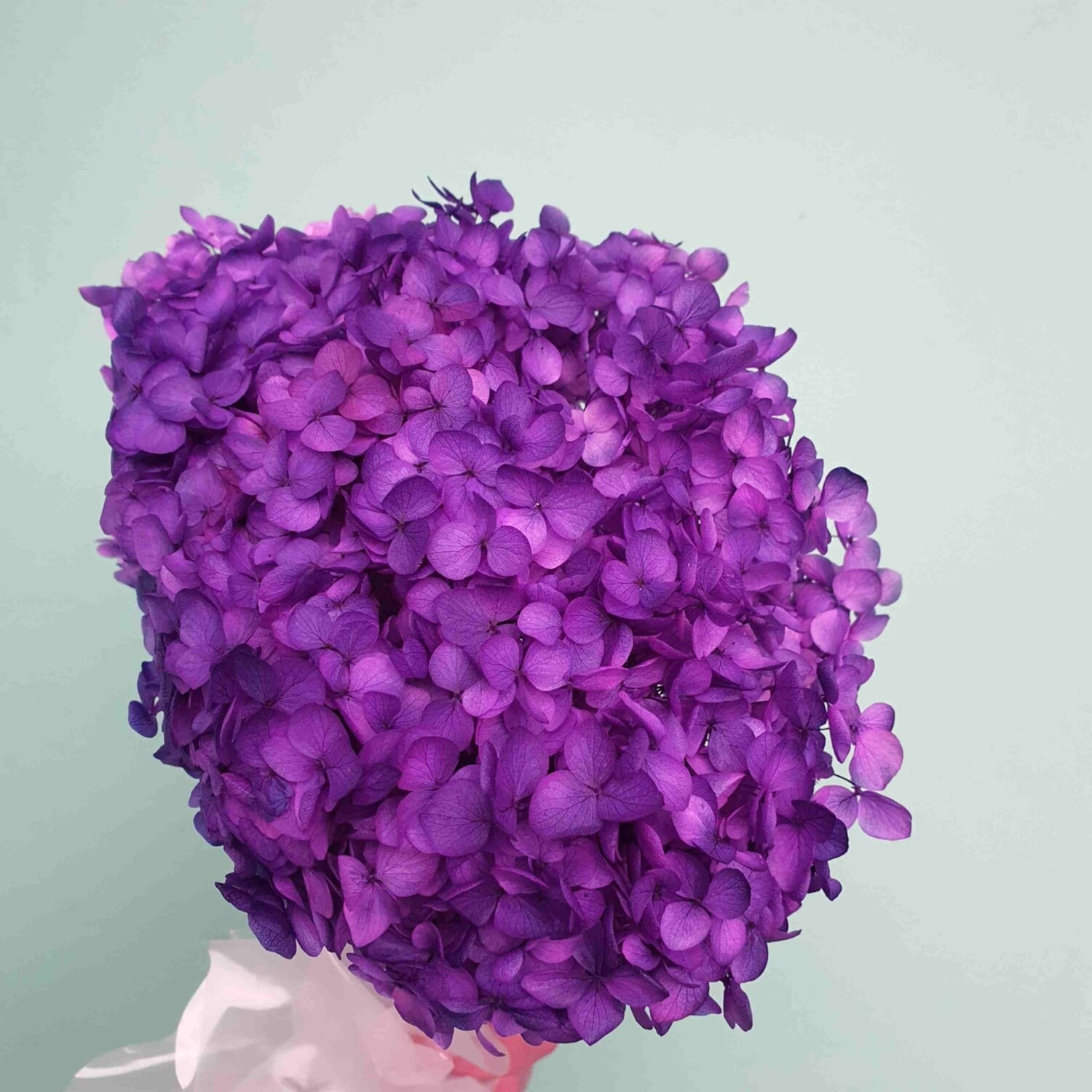 ​Hydrangea purple stabilized