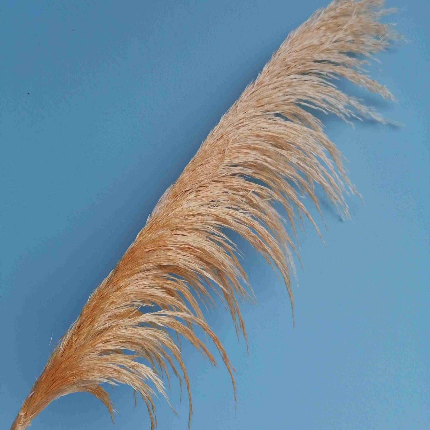 Кортадерия персиковая пампасная трава 